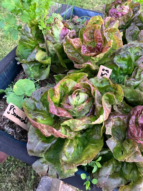 Salate: Roter Butterhäuptl