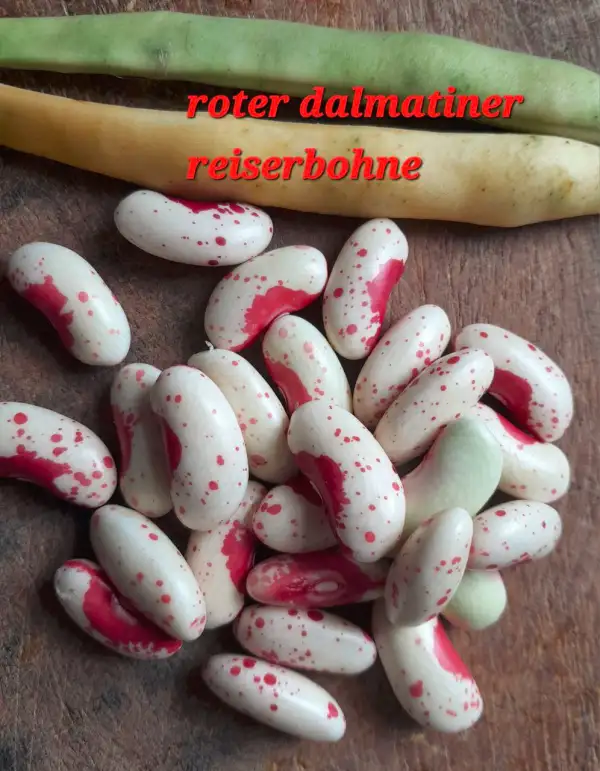 Bohnen: Roter Dalmatiner Reiserbohne