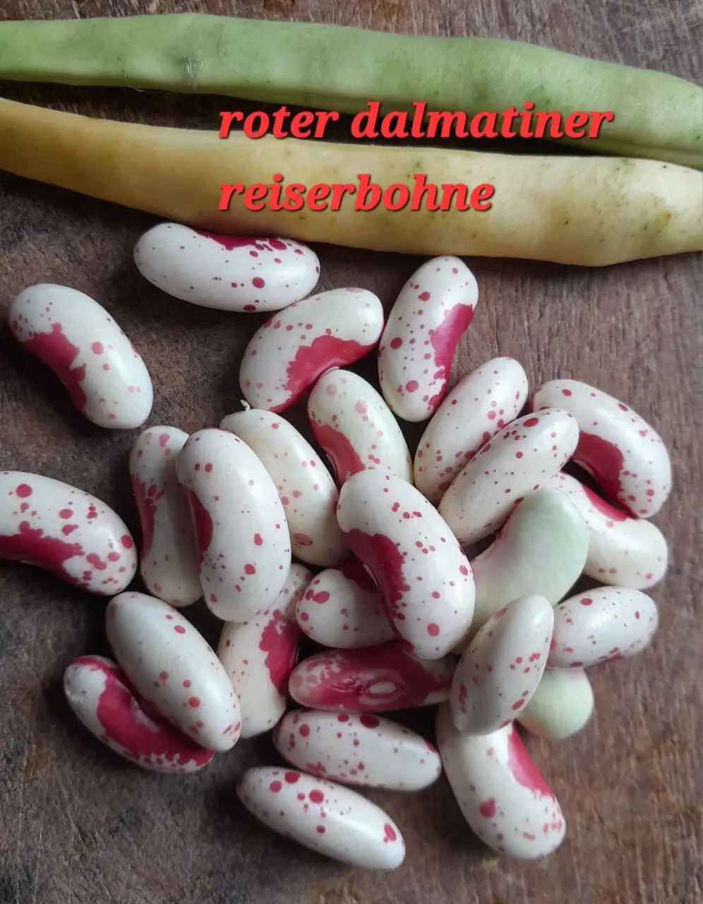 Bohnen: Roter Dalmatiner, Reiserbohne
