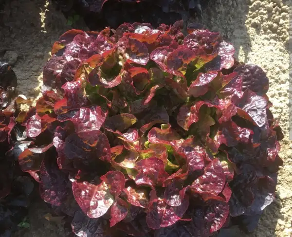 Salate: Roter Eichblattsalat