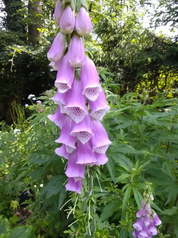 Blumen: roter fingerhut - digitalis purpure