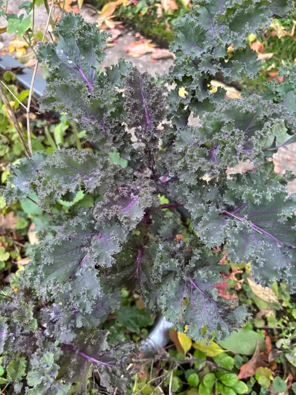 Kohl: Roter Grünkohl sortenfest Alte Sorte
