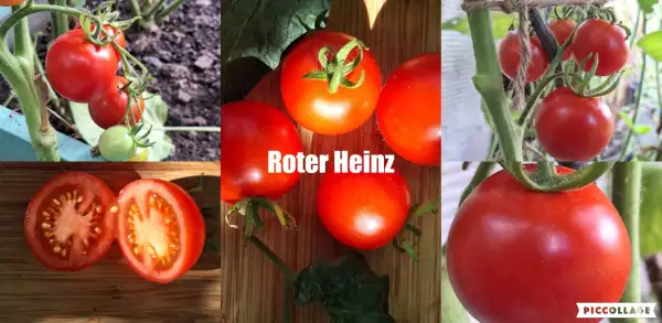 Tomaten: Roter Heinz -