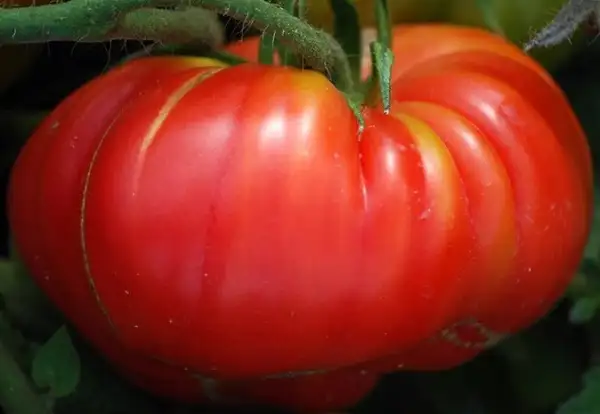 Tomaten: Roter Kürbis