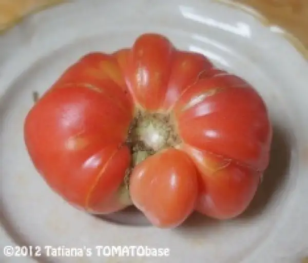Tomaten: Roter Kürbis