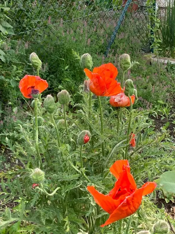 Blumen: roter Klatschmohn