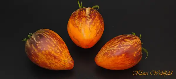 Tomaten: Roter Komet Sophia