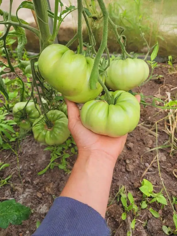 Tomaten: Roter Riese / Gigant krasnij