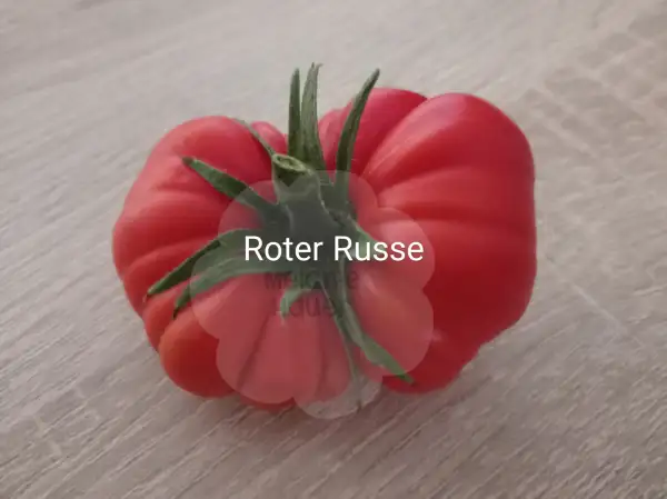 Tomaten: Roter Russe