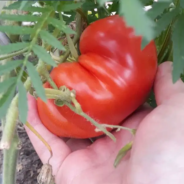 Tomaten: Roter Russe