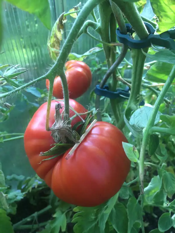 Tomaten: Roter Russe