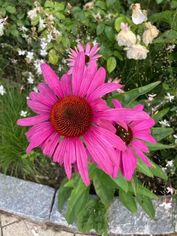 Blumen: roter Sonnenhut