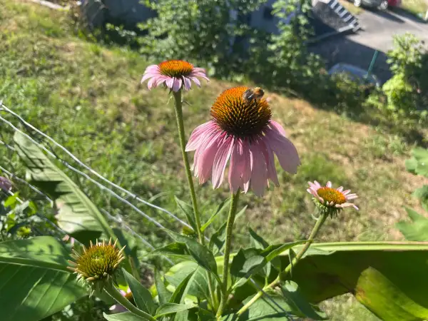 Stauden / Gehölz: Roter Sonnenhut Lateinischer Name: Echinacea purpurea