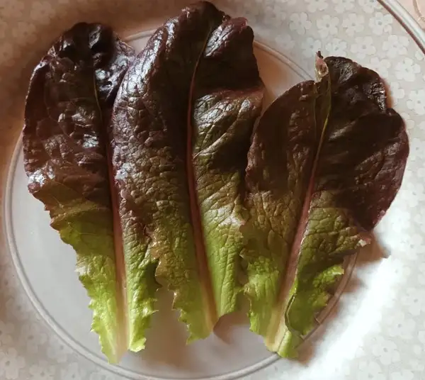 Salate: Roter Winter