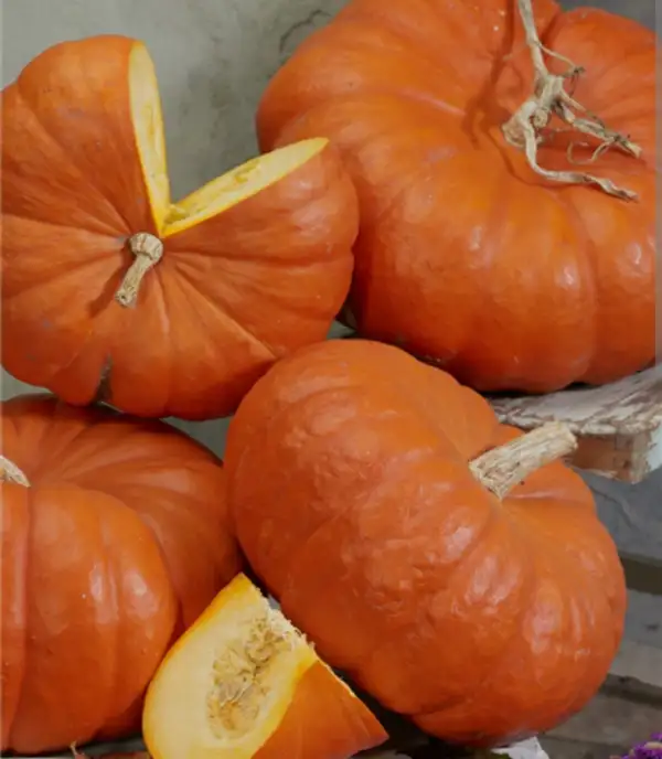 Kürbisse: Roter Zentner "Rouge vif d