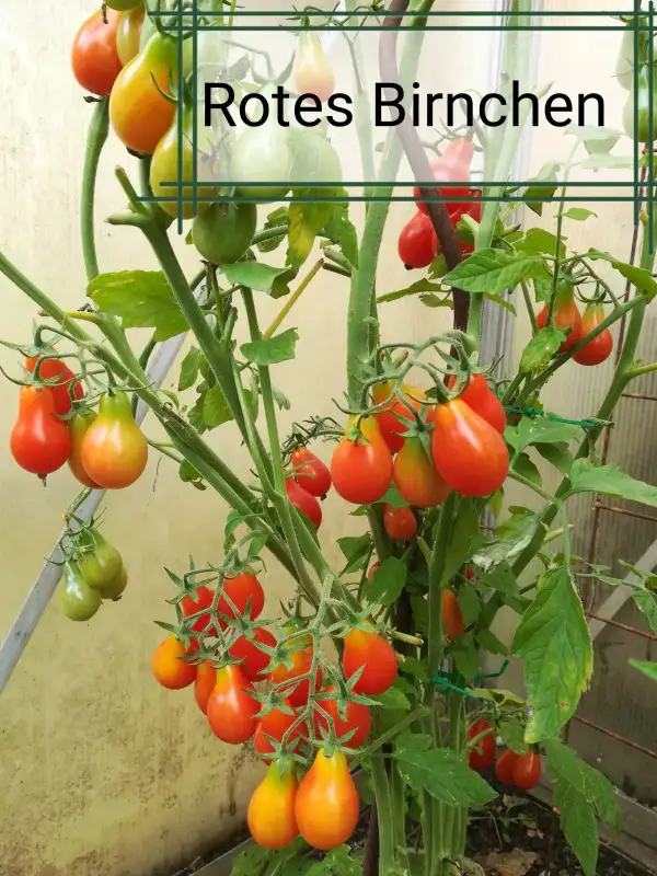 Tomaten: Rotes Birnchen