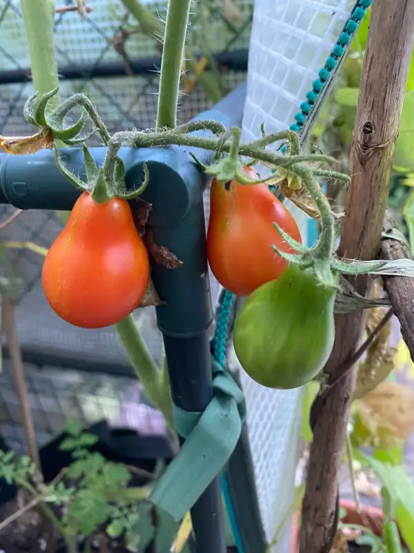 Tomaten: Rotes Birnchen