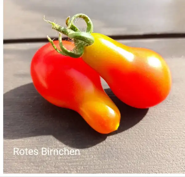 Tomaten: Rotes Birnchen