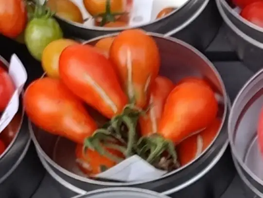 Tomaten: Rotes Birnchen