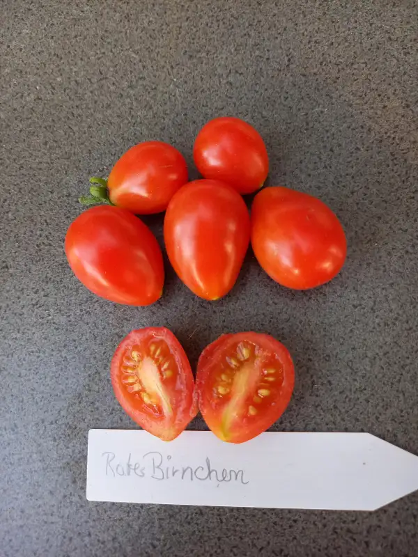 Tomaten: Rotes Birnchen