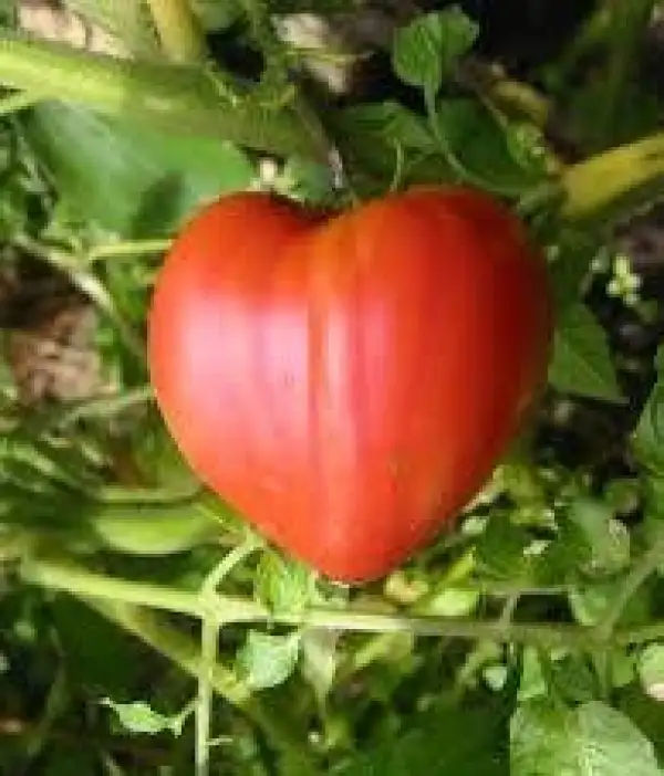 Tomaten: Rotes Herz