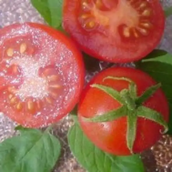 Tomaten: Rotes Lämpchen vom Klüt