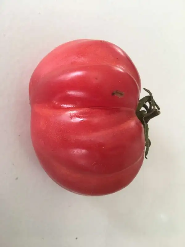 Tomaten: Rotes Ochsenherz aus Ligurien