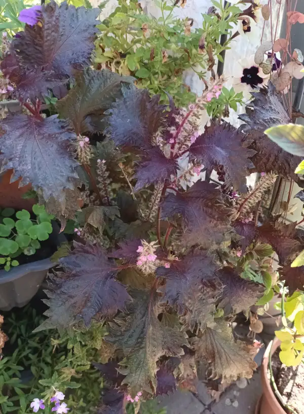 Kräuter: Rotes Shiso