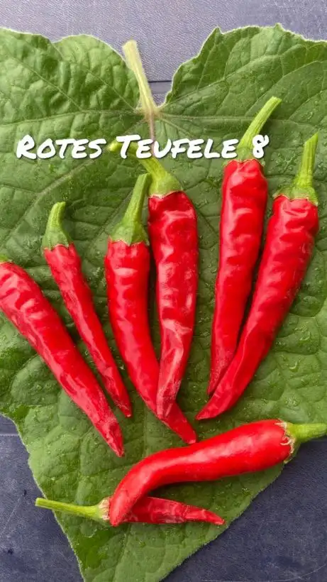 Chili / Paprika: Rotes Teufele