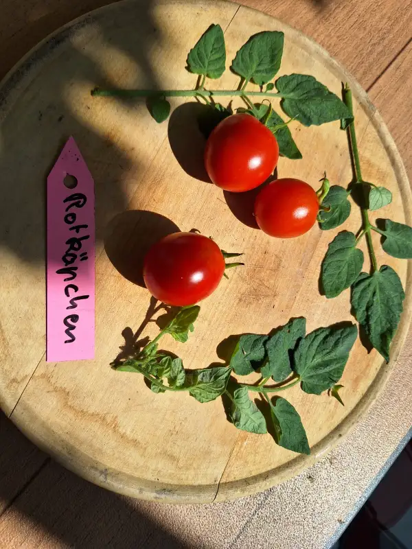 Tomaten: Rotkäpchen