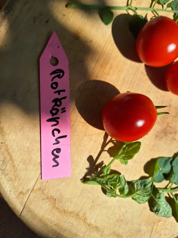 Tomaten: Rotkäpchen
