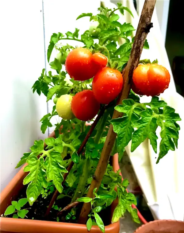 Tomaten: Rotkäppchen