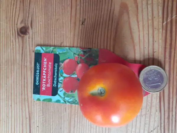 Tomaten: Rotkäppchen