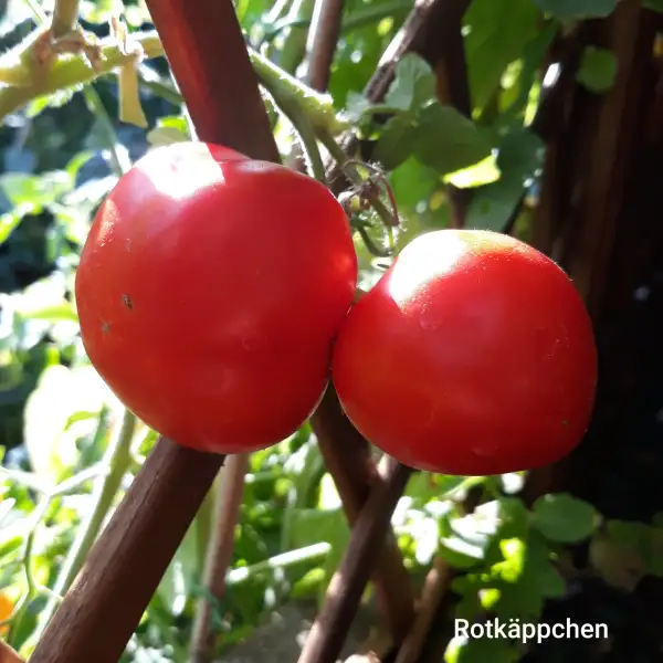 Tomaten: Rotkäppchen