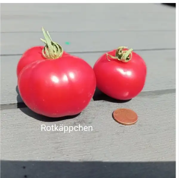 Tomaten: Rotkäppchen