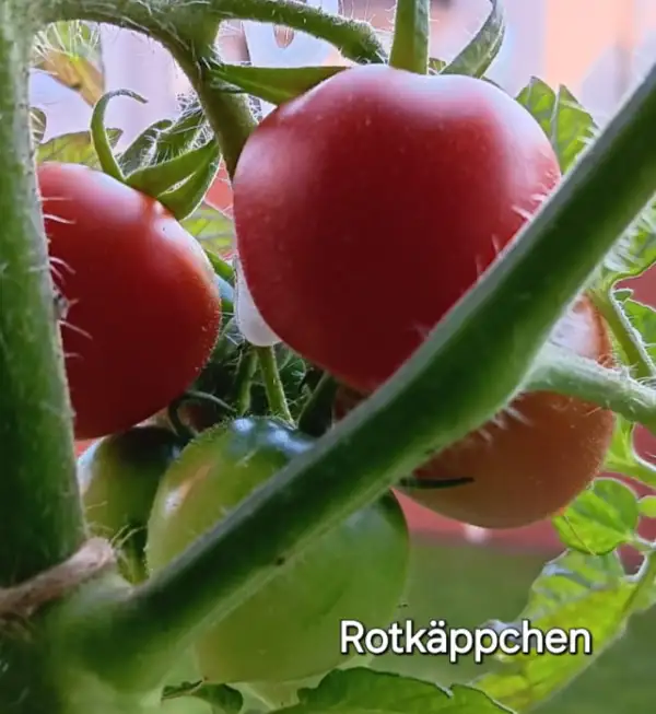 Tomaten: Rotkäppchen