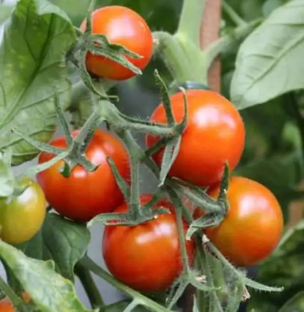 Tomaten: Rotkäppchen