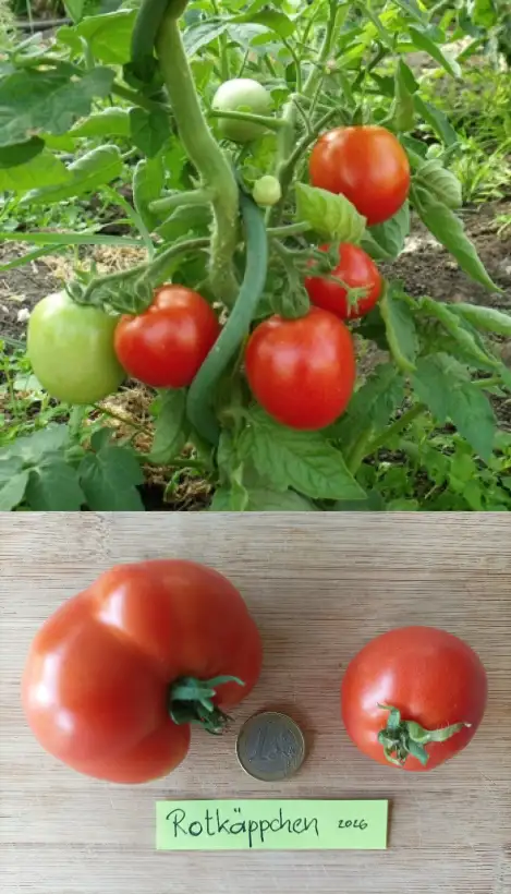 Tomaten: Rotkäppchen