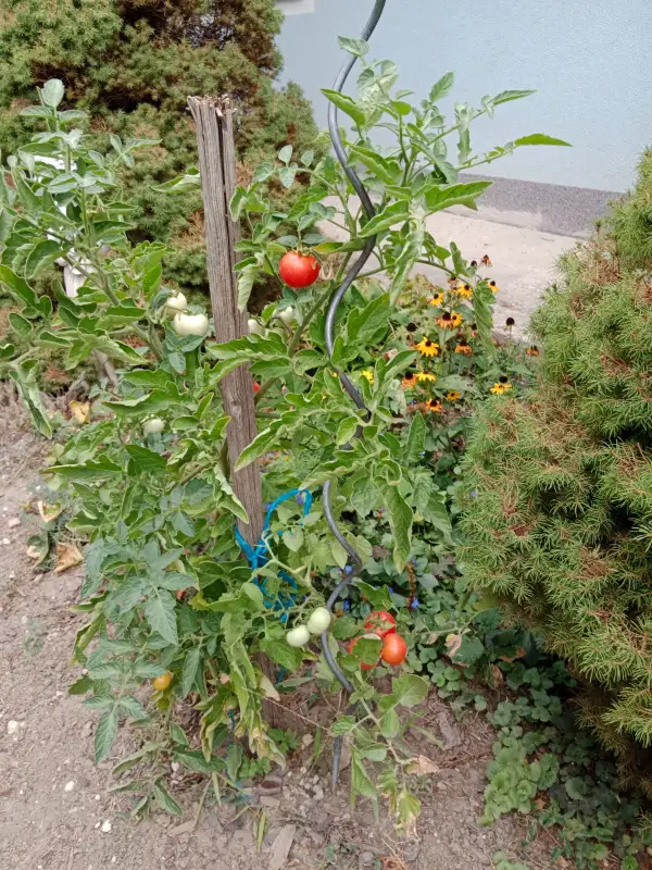 Tomaten: Rotkäppchen