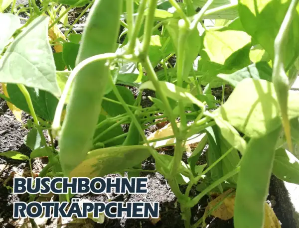 Bohnen: Rotkäppchen