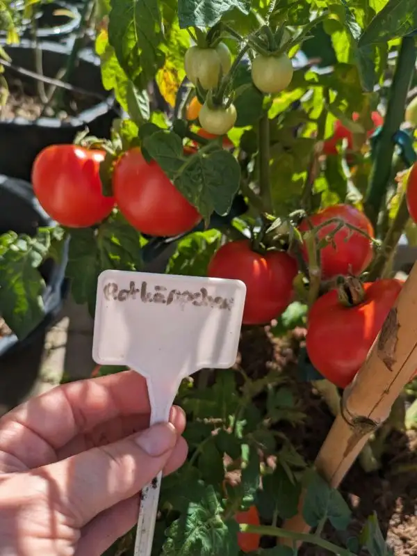 Tomaten: Rotkäppchen