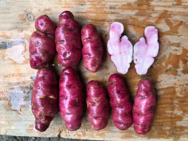 Kartoffeln: Rotter Fingerling