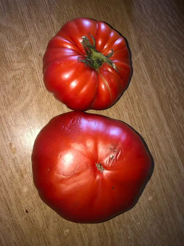 Tomaten: Rouge de Loudun