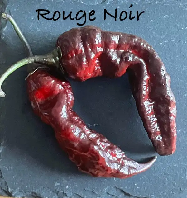 Chili / Paprika: Rouge Noir