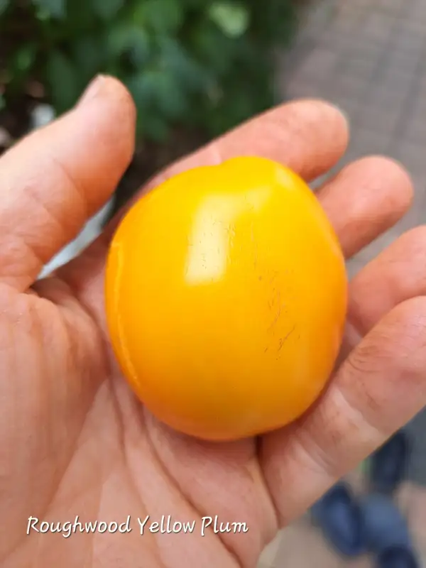 Tomaten: Roughwood Yellow Plum 2025