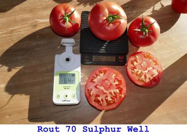 Tomaten: Route 70 Sulphur Well