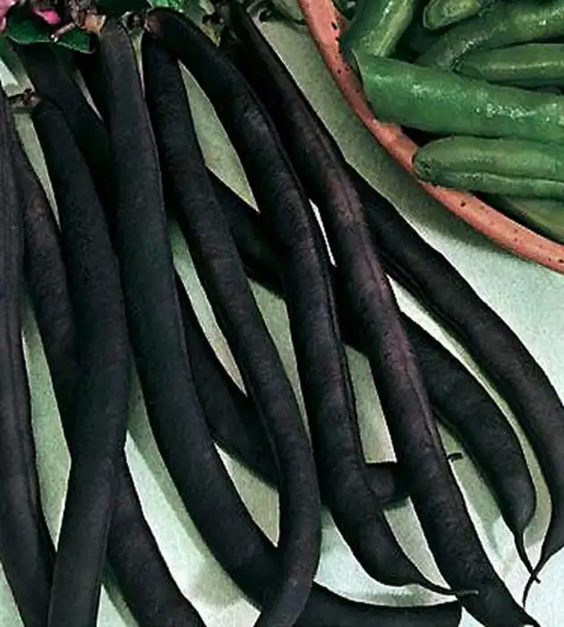 Bohnen: Royal Burgundy, BB