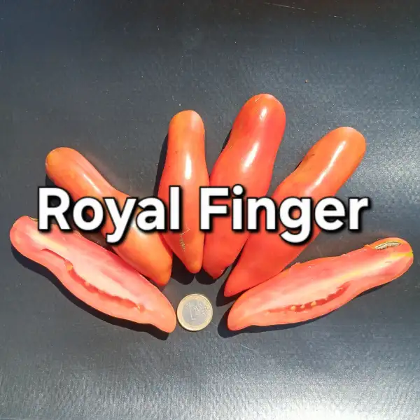 Tomaten: Royal Finger