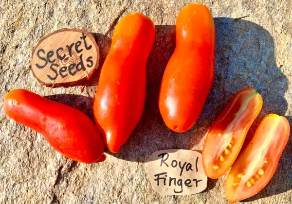 Tomaten: Royal Finger