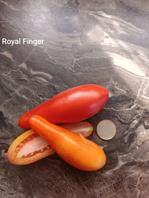 Tomaten: Royal Finger